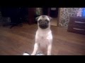 собака мопс требует гулять funny pug LIKE 面白い犬