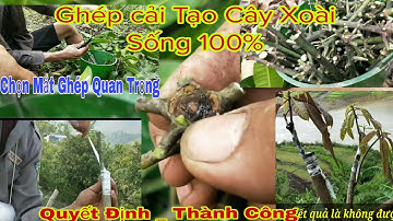 Ghép Cây Xoài  Sống 100%- Cách Lấy Mắt Ghép Và Cách Ghép. // Vườn Cây Ăn Trái Vlog