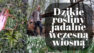 DZIKIE ROŚLINY DO ZJEDZENIA WCZESNĄ WIOSNĄ