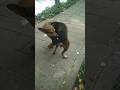 Dog itching 😂😂😂 #itchydog #shorts #চুলকানি #funny #dog #itching #ytshorts #funnydogs #shortvideo #8k
