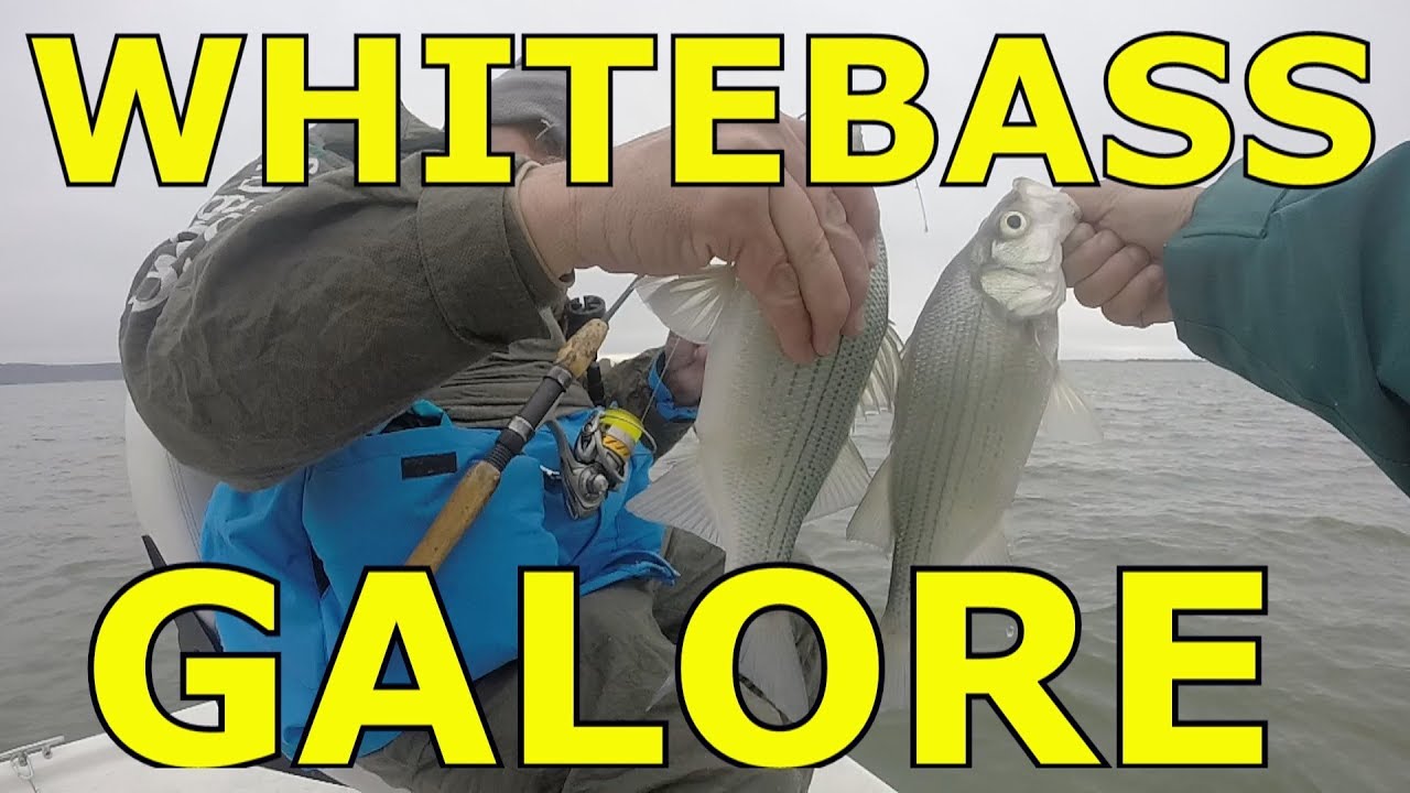 Lake Buchanan Whitebass fishing using thumper January 2018 