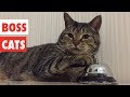 Boss Cats | Funny Cat Video Compilation 2017