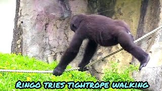 Ringo tries the rope walk😆🤣💦|D&#39;jeeco Family|Gorilla|Taipei zoo