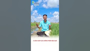 APN - 2 cách giúp lúa chống phèn hiệu quả #shorts #kỹ_thuật_canh_tác_lúa