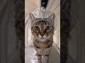 Cat Washing Machine| 猫用洗濯機