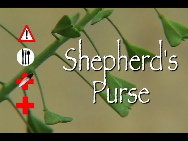 Buy Dried Shepherd's Purse (Capsella bursa-pastoris) Online - Essentially  Natural