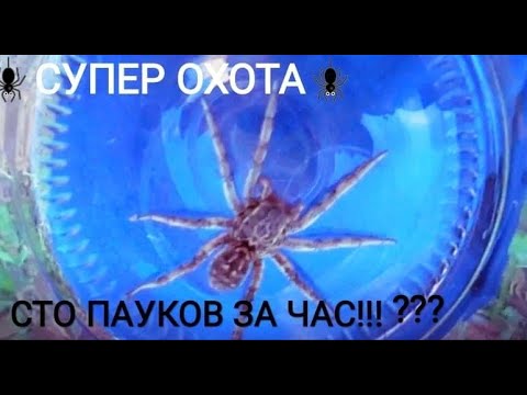 КАК Я ПАУКОВ ЛОВИЛ | ОХОТА НА ТАРАНТУЛОВ 🐘🕷️