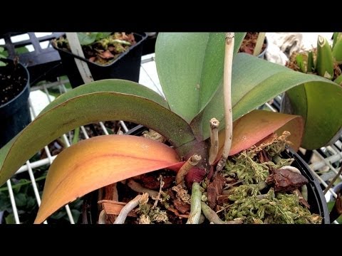 ORCHID CARE : Yellow Leaves and Other Ailments PART 1 How to remove Old yellow Leaves