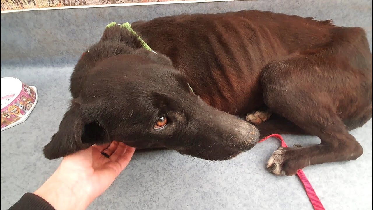 Starving Dog Rescued From Filthy Garage Yard Turns Into Amazing Labrador