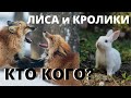 Лиса украла кроликов! Декоративные кролики и крольчата