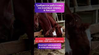Устроим на работу в Великобритании — ферма, контракт, помощь с документами