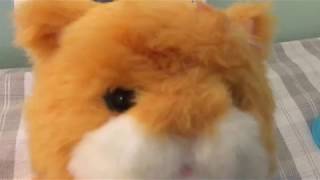 My 2nd little live pets dream kitty Zoe's first day home screenshot 1