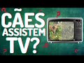 CÃES ASSISTEM TV?