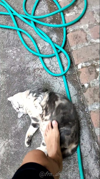 KUCING TERINJAK INJAK