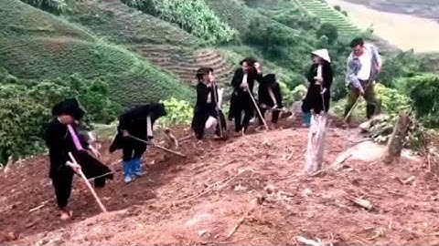 Bài hát về làm nương rẫy và gieo cấy lúa do nghệ sĩ nhà nông dân tộc dao sáng tác | phần 1