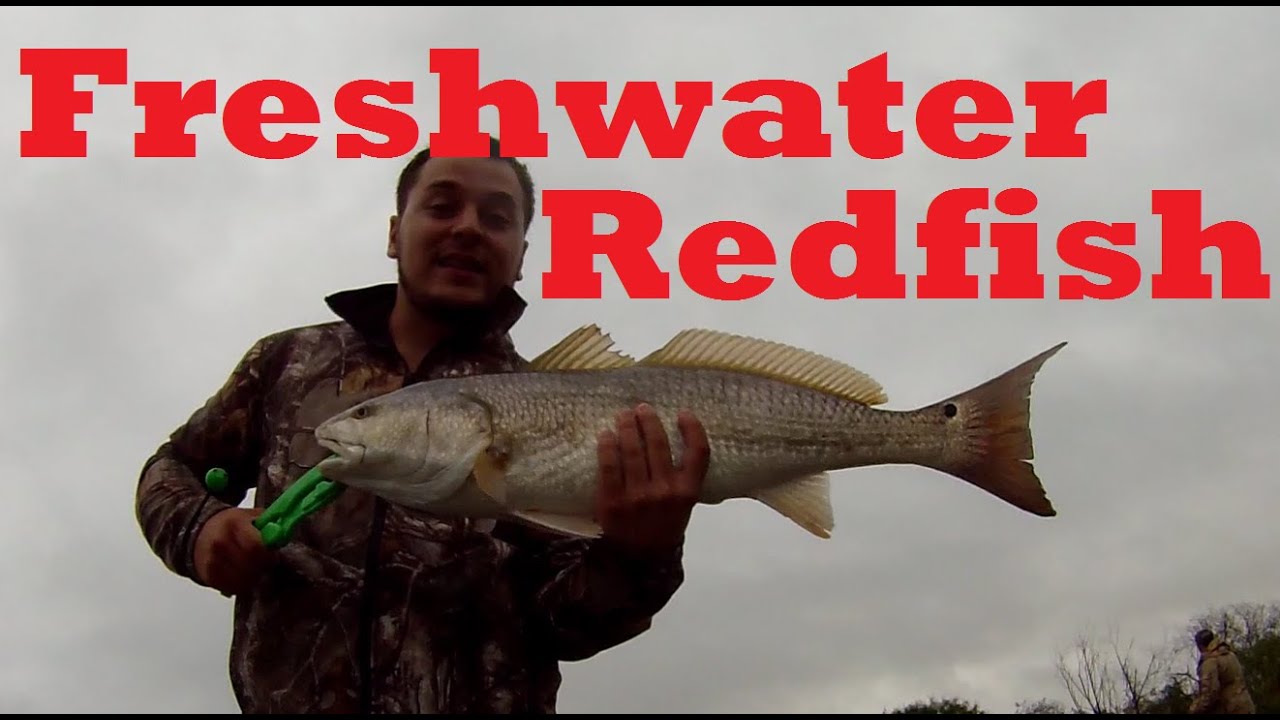 Smokin' FRESHWATER Redfish