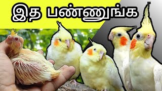 இத பண்ணுங்க  | Cockatiel breeding tips | V2BIRDS | #cockatiel #cockatielbreedingtips #birds