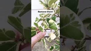 What to do when you see fruit on your Ficus Triangularis