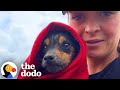 Dog found hiding in a box has the comfiest house now  the dodo