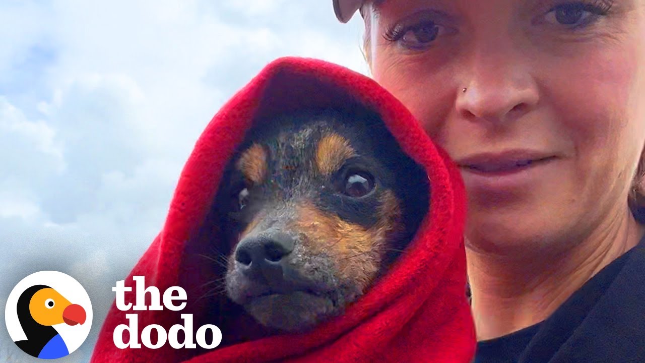 Dog Found Hiding In A Box Has The Comfiest House Now  The Dodo
