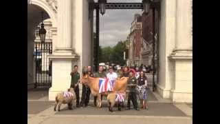 Cow and sheep walked down Oxford Street Cow and sheep walked down Oxford Street