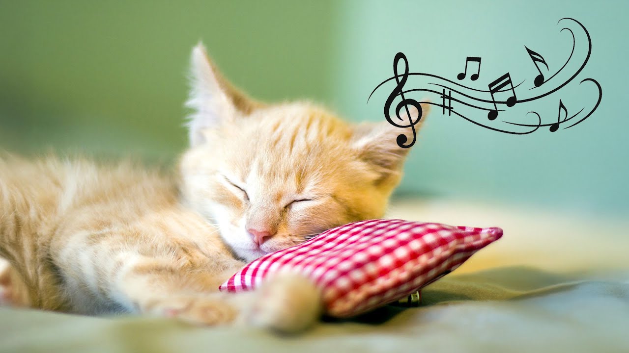 12 Hours Of Cat Healing Music 🐈🐾 Cat Calming Music | Stress Free Sleep & Healing 🎶Cat Sleep Music