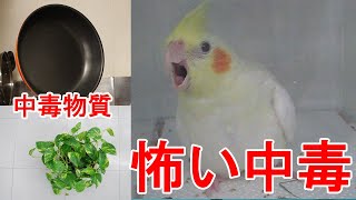 【インコ・オウム】怖い！多い中毒5選！