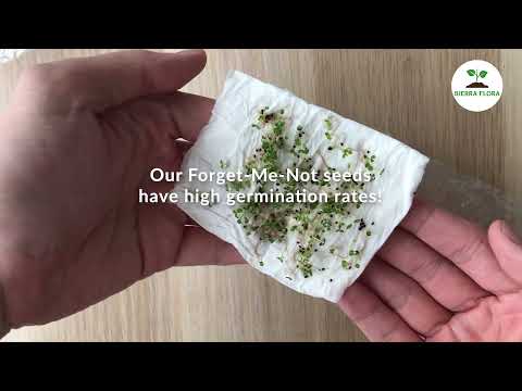 How to Germinate Forget Me Not from Seeds