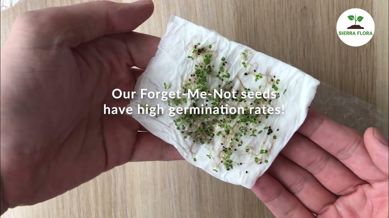 How to Germinate Forget Me Not from Seeds 