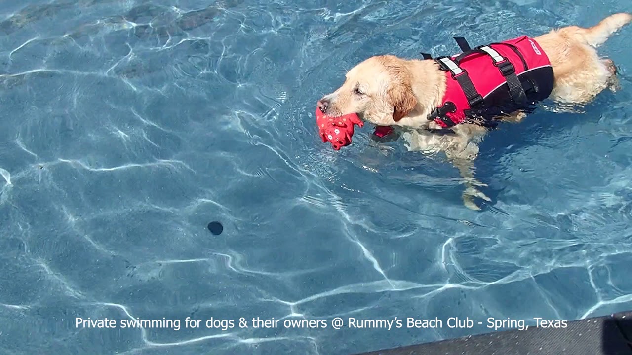 Lab mix Bruce came to Rummy's to learn how to swim. Check!