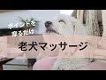 【老犬マッサージ】ポイント部位を摩るだけ！負担の少ないボディワークで体を動かしやすく！ Gentle Massage that's Easier for Senior Dogs to Tolerate