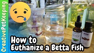 How to Humanely Euthanize a Betta Fish  Different Methods