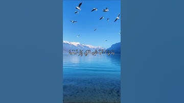 واتس اب قران كريم القارئ سعد الغامدي من سورة (يس)