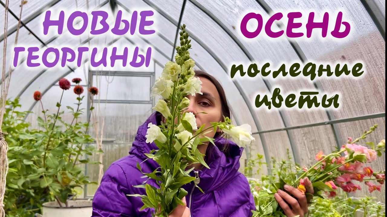 УБРАЛА САД. НОВЫЕ СОРТА ГЕОРГИН. 