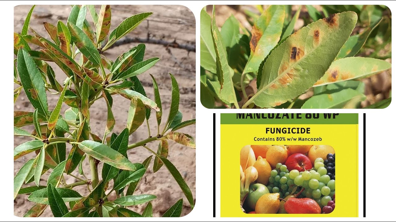 مرض البقع الحمراء على الأوراق.الأسباب، الوقاية و العلاج