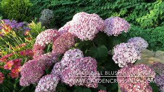Incrediball Blush Hydrangea | www.gardencrossings.com