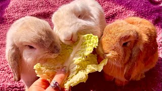 3 Cute and Funny Bunnies Eating Cabbage by Bunny Love 11,862 views 3 years ago 2 minutes, 43 seconds