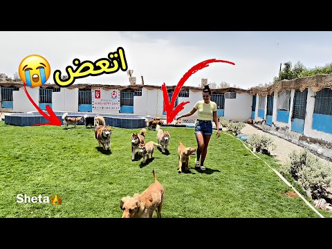 سيبت كلبي الهاسكي في مزرعة كلاب لاول مرة 