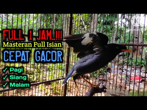 Masteran Jalak Kebo Full Isian - Jalak Kebo gacor Manggut - Manggut