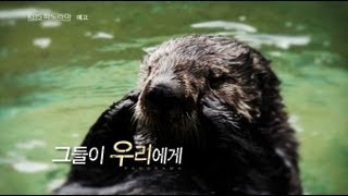 130802 KBS 파노라마 해달의 경고 예고 ㅣ KBS방송