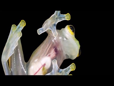 Neverovatne "Staklene" Žabe