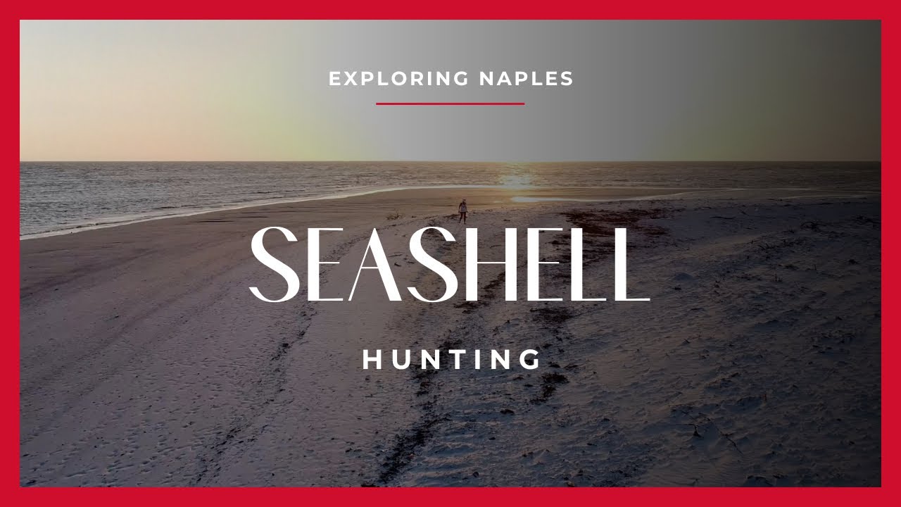 exclusive-water-tour-sand-dollar-shelling-youtube