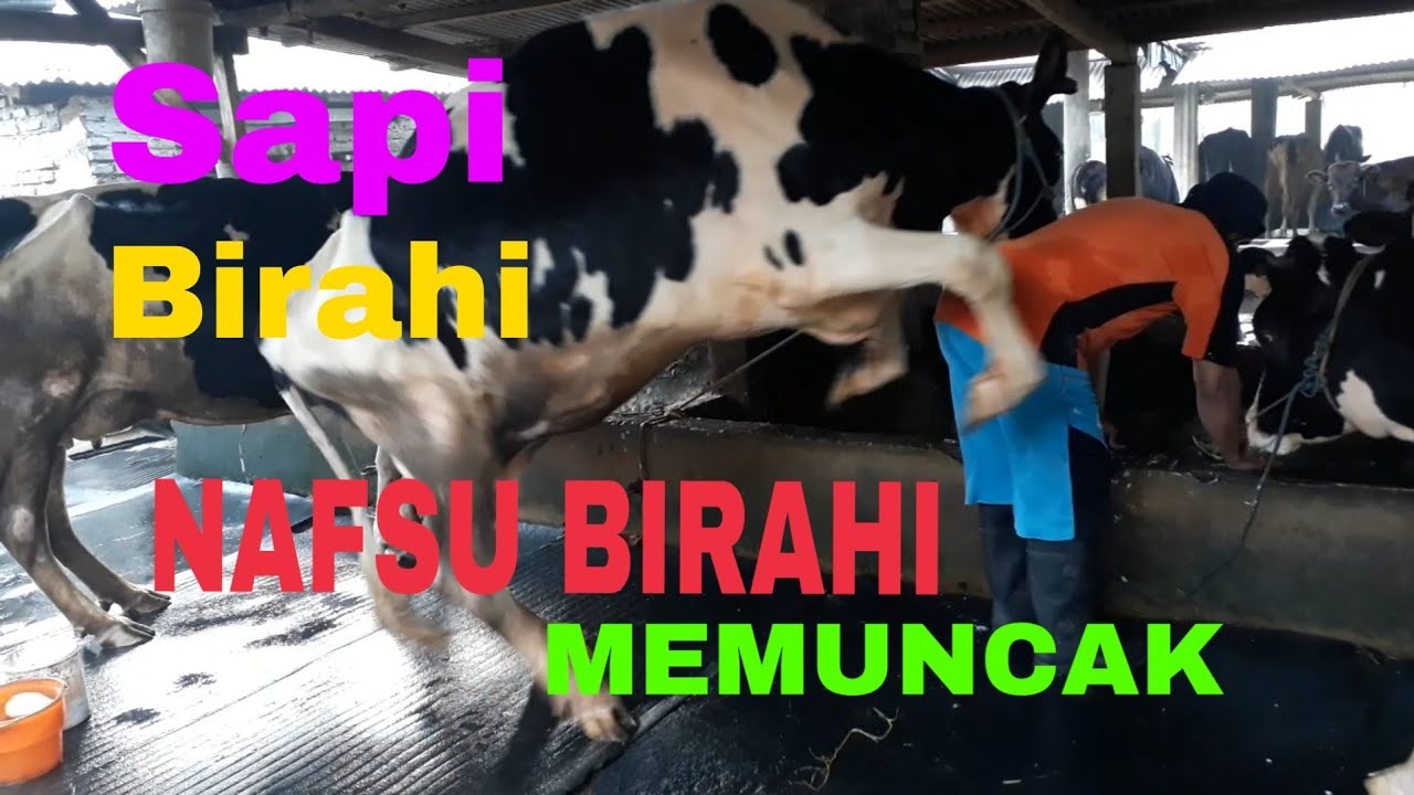 Ciri - Ciri Sapi Birahi ( Minta Kawin ) - YouTube