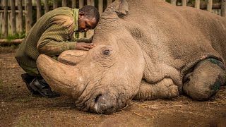 وحيد القرن | هل يعود وحيد القرن الأبيض من الإنقراض؟