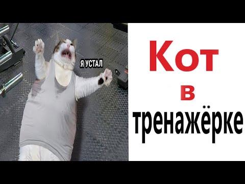 ПРИКОЛЫ! КОТ В ТРЕНАЖРНОМ ЗАЛЕ - МЕМЫ!!! Смешные видео  Доми шоу!