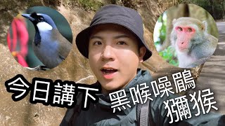 今日講下 黑喉噪鶥 獼猴 天氣終於開始熱啦( ´▽｀)（廣東話） by 蟲兄 192 views 3 months ago 6 minutes, 21 seconds