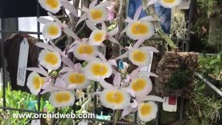 OrchidWeb - Dendrobium primulinum @OrchidWebTV