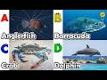 ABC Sea Animals song | Learn Alphabets | English and Animals for Kids | #anglerfish