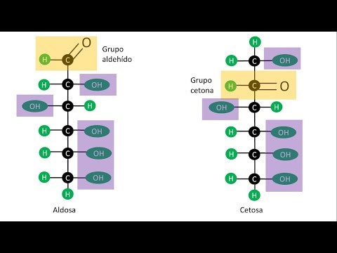 Carbohidratos | Aldosas y Cetosas | Estructura de los monosacáridos