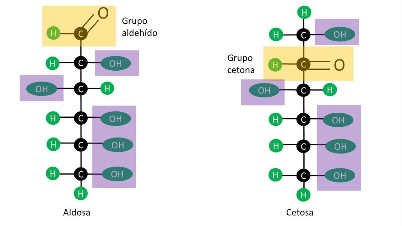 Carbohidratos de cadena corta